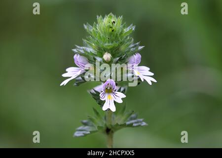 Common eyebright, Euphrasia nemorosa, a very traditional medicinal plant growing wild in Finland Stock Photo