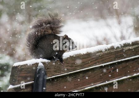 a black squirrel on a bench in the snow Stock Photo