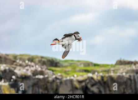 Puffin, Fratercula arctica, flying with sand eels in its beak, Isle of May, Scotland, UK Stock Photo