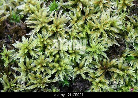 Climacium dendroides, known as tree climacium moss or tree moss Stock Photo