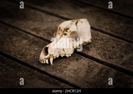 Dog skull on a rustic wooden table. Stock Photo