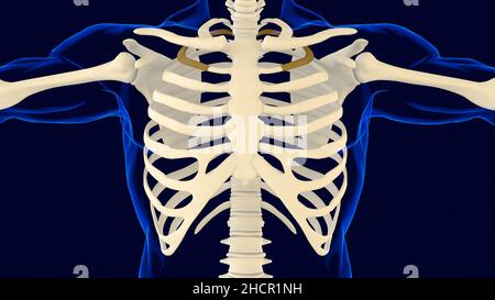 Second bone of Rib cage Anatomy for medical concept 3D Illustration Stock Photo