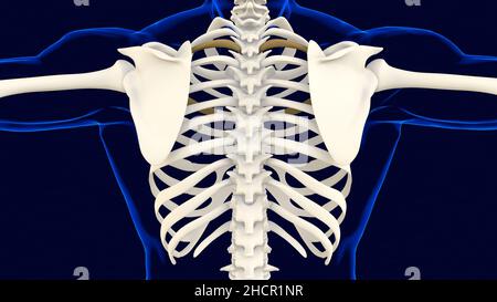 Third bone of Rib cage Anatomy for medical concept 3D Illustration Stock Photo