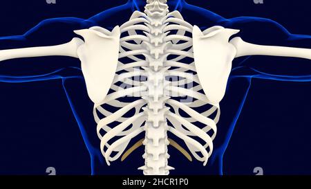 Twelfth bone of Rib cage Anatomy for medical concept 3D Illustration Stock Photo