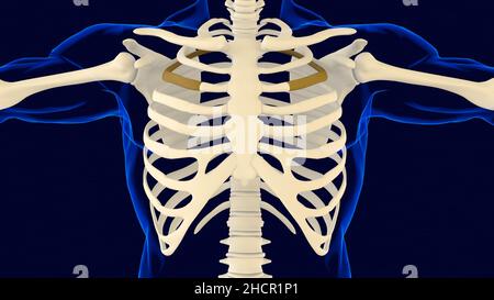 Third bone of Rib cage Anatomy for medical concept 3D Illustration ...