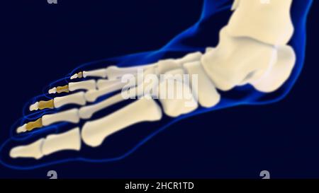 Middle Phalanges foot bones Anatomy for medical concept 3D Illustration Stock Photo