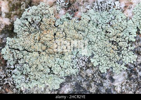 Lecanora muralis, also called Protoparmeliopsis muralis, commonly known as stonewall rim lichen Stock Photo