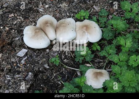 Pluteus petasatus, a shield mushroom growing on wood chips in Finland, commonly known as scaly shield Stock Photo