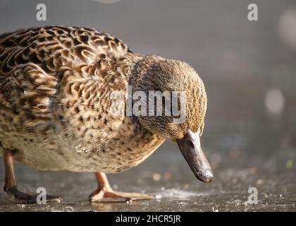 Female Green-winged Teal, Anas crecca walking on ice looking down for food Stock Photo