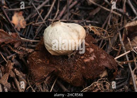 Geastrum triplex, also called Geastrum michelianum, commonly known as the collared earthstar, wild fungus from Finland Stock Photo