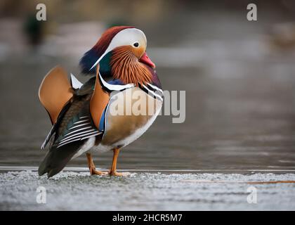 Mandarin Duck, Aix galericulata, having escaped captivity standing on winter ice. Profile view displaying back feathers Stock Photo