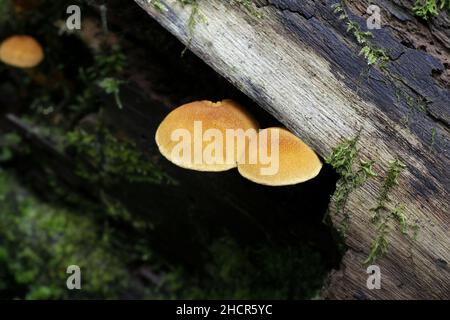 Flammulaster limulatus, known as golden powdercap, wild mushroom from Finland Stock Photo