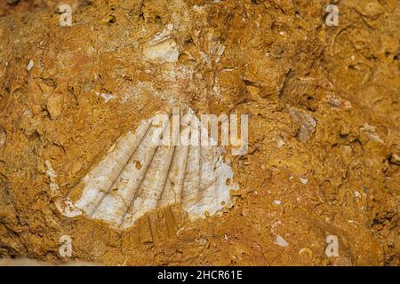 Fossil of a large shell in yellow-red limestone Stock Photo