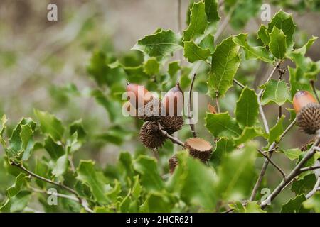 Kermes oak, Quercus coccifera, with acorns and leaves. This is the only oak species that grows as a bush Stock Photo