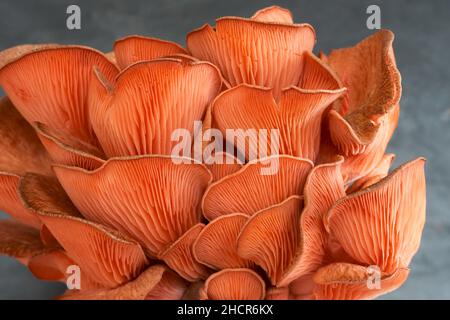 isolated pink oyster mushroom on dark slate background with beautiful structures of the leafes. A healthy mushroom from asian kitchen Stock Photo