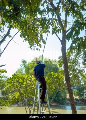 Asian professional gardener trimming plants using pruning saw on a ladder. A Tree Surgeon or Arborist cuts branches of a tree in the garden. Man sawin Stock Photo