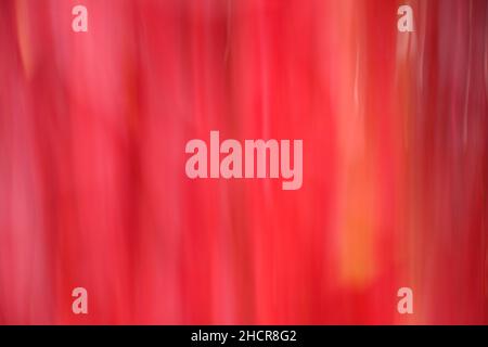A colorful pattern. The picture is taken blurred by panning the camera. Red vine leaves in autumn. Stock Photo