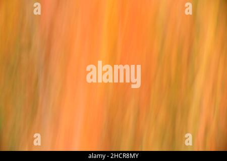 A colorful pattern. The picture is taken blurred by panning the camera. Autumn leaves of a cherry tree. Stock Photo