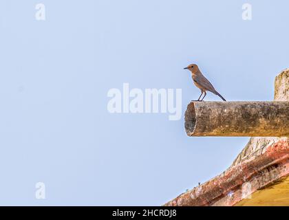 Brown Rock chat resting on a pipe Stock Photo