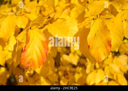 Parrotia persica, Persian ironwood deciduous tree detail of autumn leaves. Stock Photo