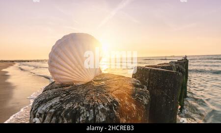 Shell on a sandy beach at sunset Stock Photo
