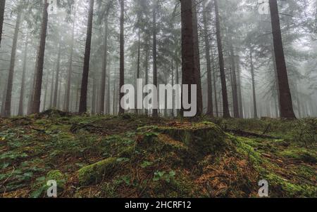 Forest in autumn morning mist Stock Photo