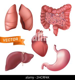 Realistic human anatomy internal organs set. 3d vector illustration of lungs, liver, stomach, kidney, heart, bowel isolated on a white background. Ana Stock Vector