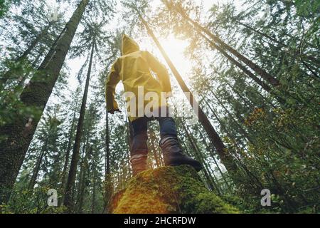 Young man standing on a tree trunk in the forest watching to the tree tops in a yellow rain coat Stock Photo