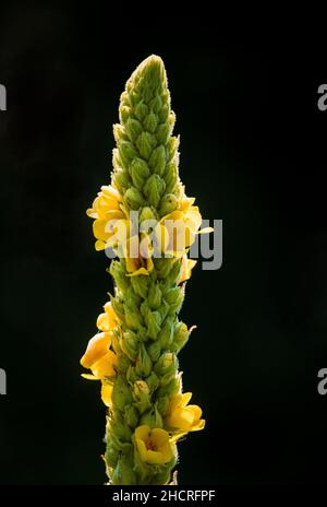 The Invasive Great Mullein Plant (Verbascum thapsus) Mauna Kea Volcano ...