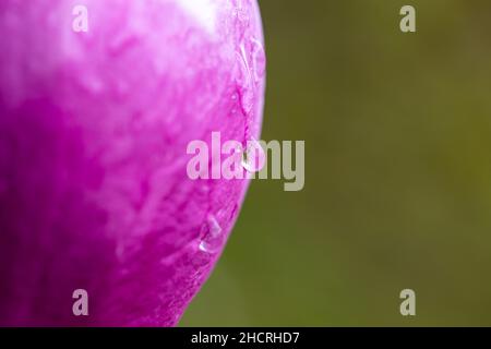Close up view of water droplet on pink flower Stock Photo