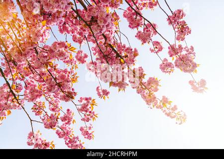 Beautiful cherry blossom in spring time Stock Photo