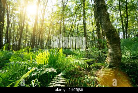 Ferns In The Forest with Sunbeams Stock Photo