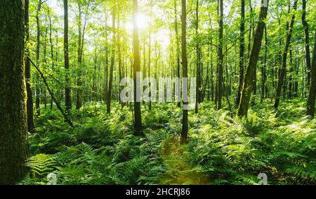 Sunbeams Shining through Natural Forest of Beech Trees Stock Photo