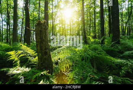 Sunbeams Shining through Natural Forest of Beech Trees, ferns covering the Ground Stock Photo