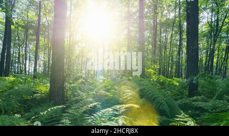 Sunbeams Shining through Natural Forest of Beech Trees with Ferns Stock Photo