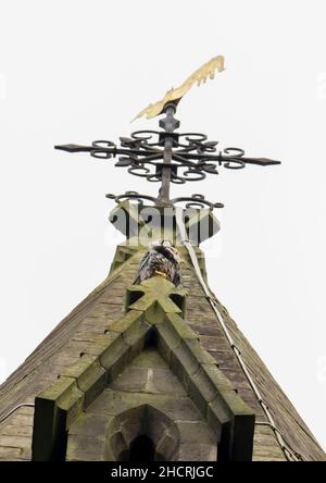 A Peregrine Falcon sat on the church tower in Ambleside, Lake District, UK. Stock Photo