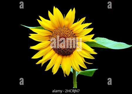 Domestic Sunflower were originally native to North America but have spread thoughout the world and is both an inportant food vrop and garden flower. Stock Photo