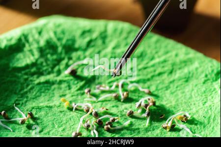 Germinating cannabis seeds on a wet fabric cloth with tweezers Stock Photo