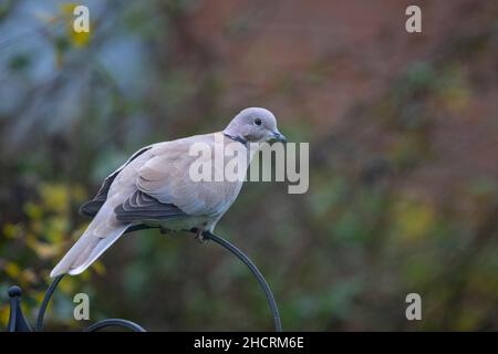 Single Eurasian collared dove Streptopelia decaocto perching on the top of a domestic garden bird feeder with a diffuse coloured background Stock Photo