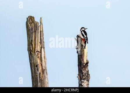A Great Spotteed Woodpecker on a Silver Birch at Foulshaw Moss, Cumbria, UK. Stock Photo