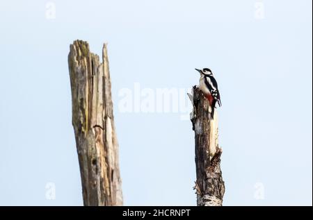 A Great Spotteed Woodpecker on a Silver Birch at Foulshaw Moss, Cumbria, UK. Stock Photo