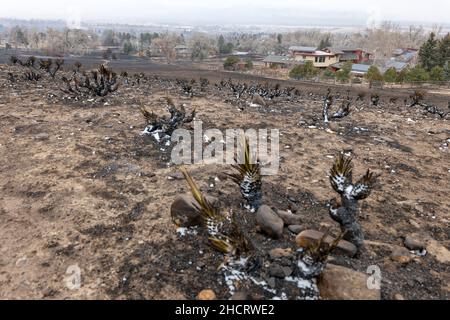 Louisville, Colorado, USA. 31st Dec, 2021. Aftermath in the neighborhood between Harper Lake and S Centennial Parkway in Louisville, CO following the Marshall Fire that spread rapidly into Louisville and Superior, CO on Dec 31, 2021. (Credit Image: © Carl Glenn Payne/ZUMA Press Wire Service) Stock Photo