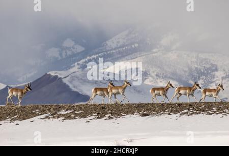 Pronghorn Antelope in Idaho Stock Photo