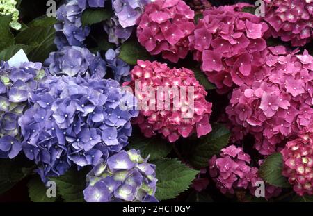 PINK AND PALE MAUVE HYDRANGEA MACROPHYLLA FLOWERHEADS IN FULL BLOOM. Stock Photo