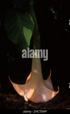 DATURA AUREA FLOWER COMMONLY KNOWN AS ANGEL'S TRUMPET. Stock Photo