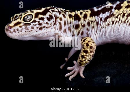 Satpura leopard gecko (Eublepharis satpuraensis) Stock Photo