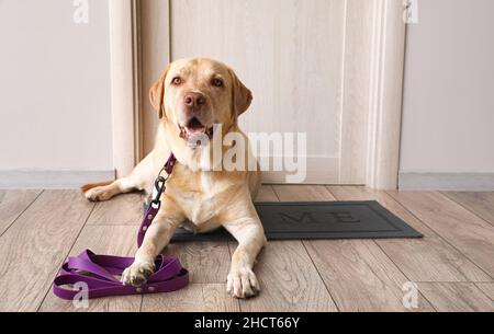 Cute Labrador dog with leash waiting for walk near door at home Stock Photo