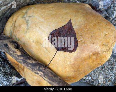 Closeup of a purple dry leaf on a big beige stone in the forest Stock Photo