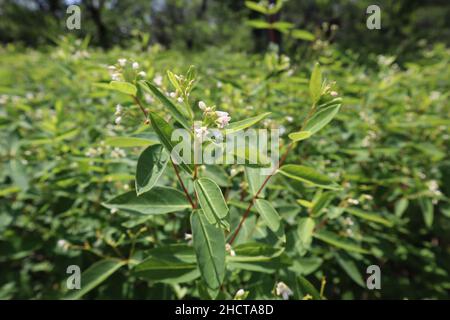 Selective focus shot of Spreading dogbane plant on a sunny day Stock Photo