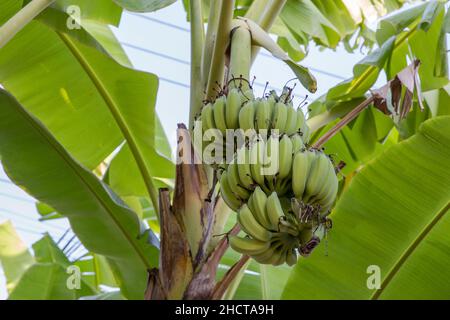 Raw bananas hanging on banana tree, focus selective. Stock Photo